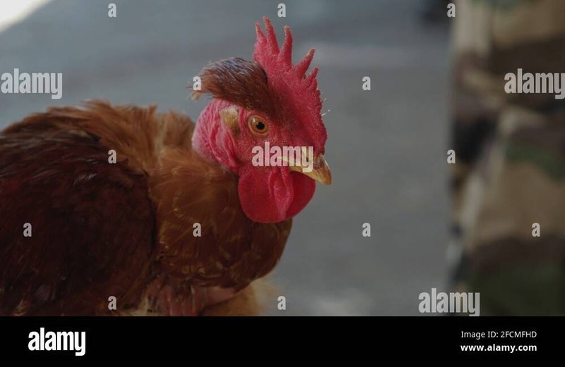 Image: Découvrez Chicken Road : Le Jeu de Casino En Pleine Croissance en France